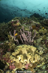 Tube Sponge & Leather Coral by Robby Quento 
